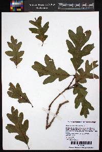 Quercus alba x lyrata image