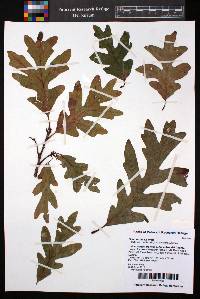 Quercus alba x lyrata image