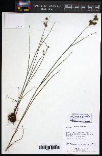 Juncus scirpoides var. scirpoides image