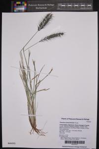 Cenchrus purpurascens image