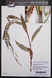 Persicaria densiflora image
