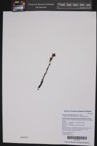 Hypopitys lanuginosa image