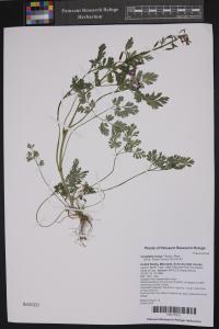 Corydalis incisa image
