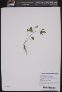 Viola palmata image