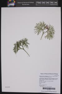 Diphasiastrum digitatum image