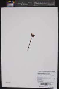 Hypopitys lanuginosa image