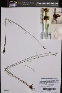 Juncus scirpoides var. scirpoides image