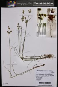 Juncus scirpoides var. scirpoides image