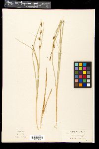 Carex acutina image