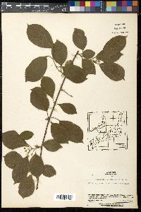 Celastrus orbiculatus image