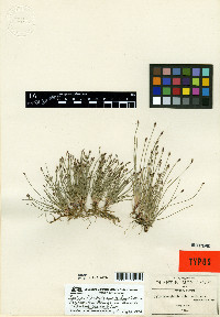 Eleocharis bonariensis image