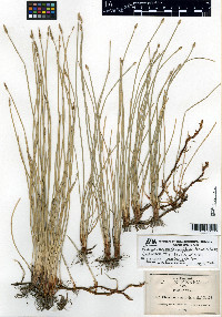 Eleocharis macrostachya image