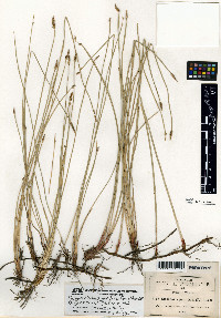 Eleocharis macrostachya image