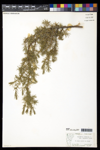 Juniperus communis var. depressa image