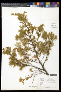 Juniperus communis var. depressa image