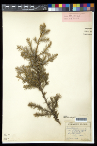Juniperus communis var. depressa image