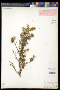 Juniperus communis var. depressa image