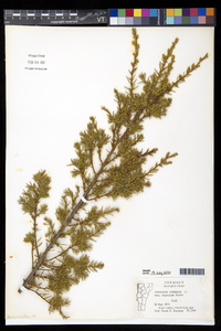 Juniperus communis var. depressa image