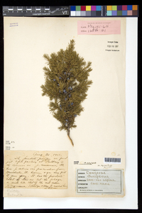 Juniperus communis var. depressa image