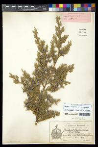 Juniperus virginiana var. virginiana image