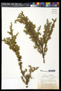 Juniperus communis var. montana image