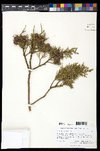 Juniperus deppeana image