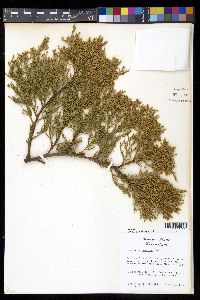 Juniperus deppeana image
