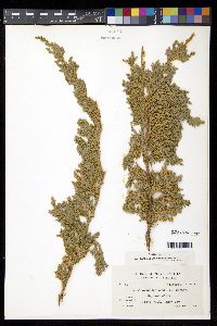Juniperus horizontalis image