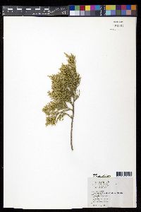 Juniperus horizontalis image