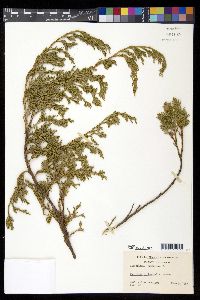 Juniperus horizontalis image