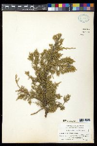 Juniperus horizontalis image