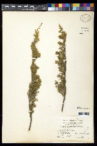 Juniperus horizontalis image