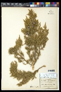 Juniperus deppeana image