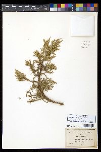 Juniperus deppeana image