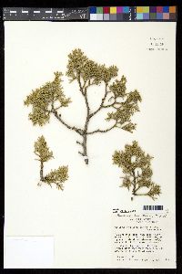 Juniperus monosperma image