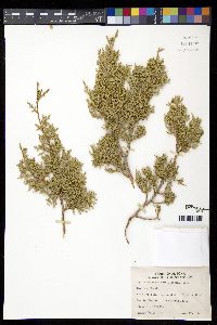 Juniperus monosperma image