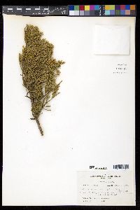 Juniperus monosperma image
