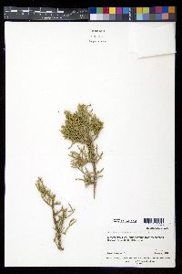 Juniperus osteosperma image