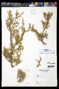 Juniperus osteosperma image