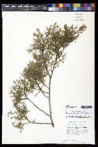 Juniperus virginiana var. silicicola image