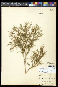 Juniperus virginiana var. silicicola image