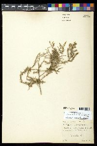 Juniperus virginiana var. silicicola image
