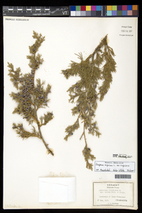 Juniperus virginiana var. virginiana image