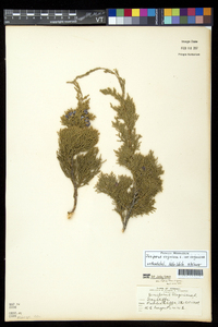 Juniperus virginiana var. virginiana image