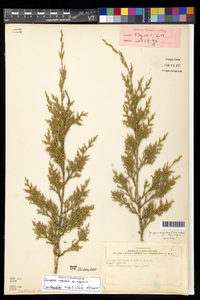 Juniperus virginiana var. virginiana image