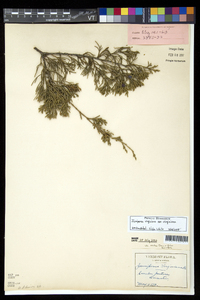 Juniperus virginiana var. virginiana image