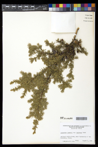 Juniperus communis var. depressa image