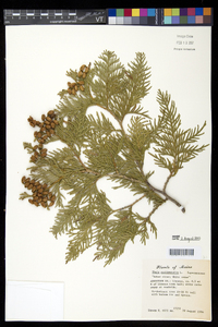 Thuja occidentalis image