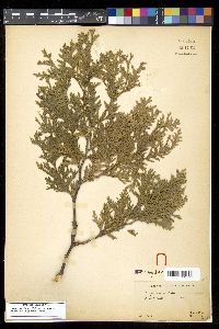 Thuja occidentalis image