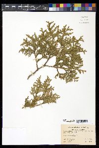 Thuja occidentalis image